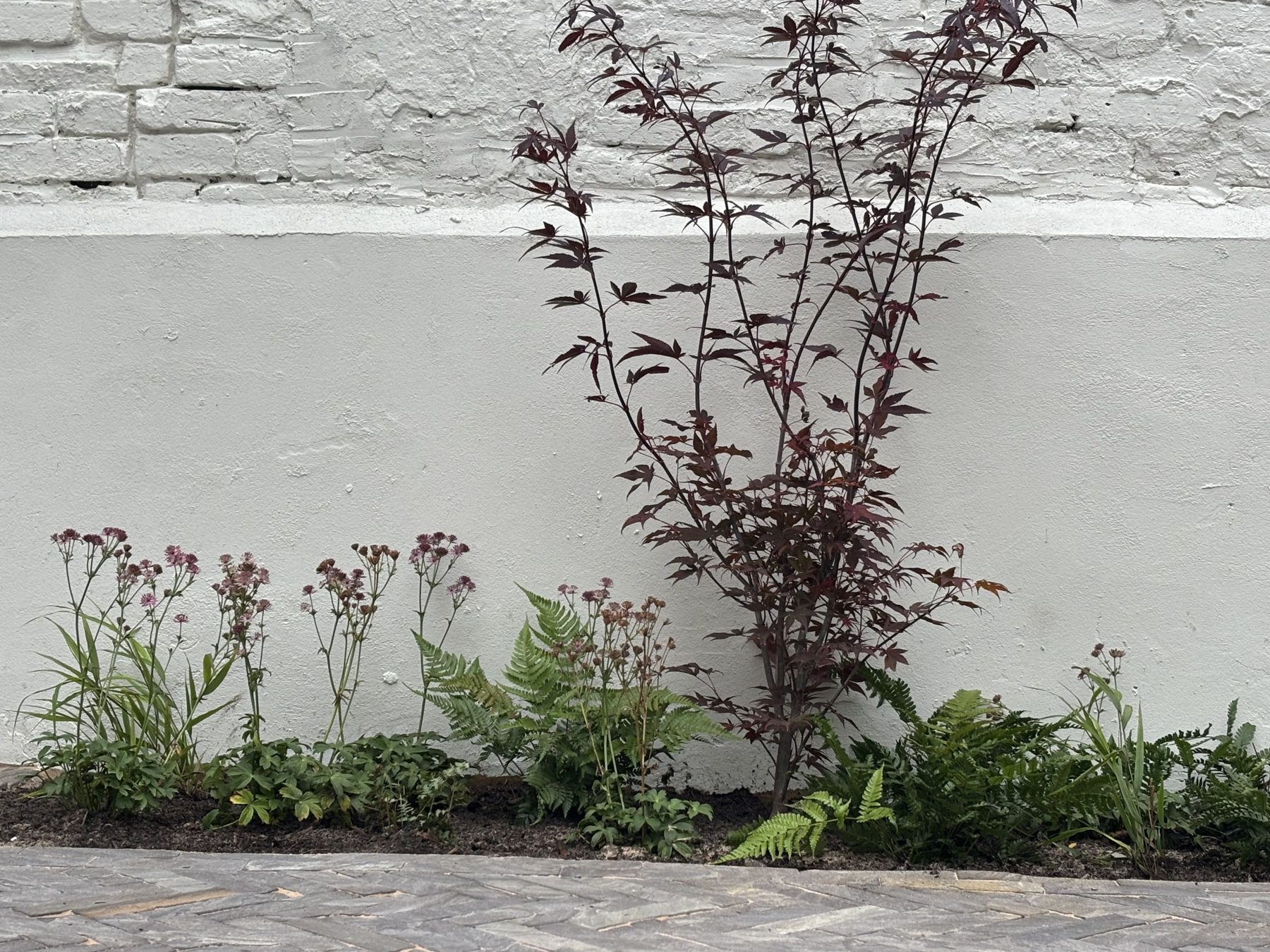 Acer and fern planting against a pale rendered wall in Brixton