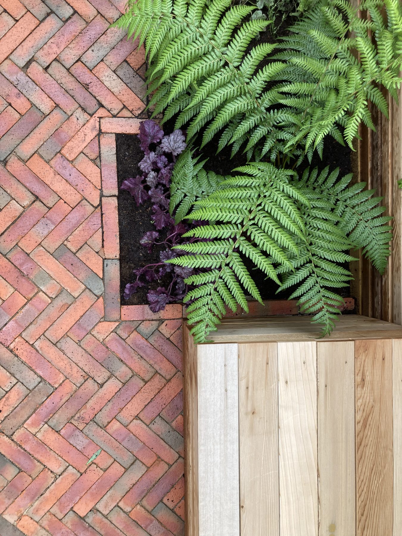 Overhead detail of fern and Heuchera in a brick planting pocket beside the cedar bench