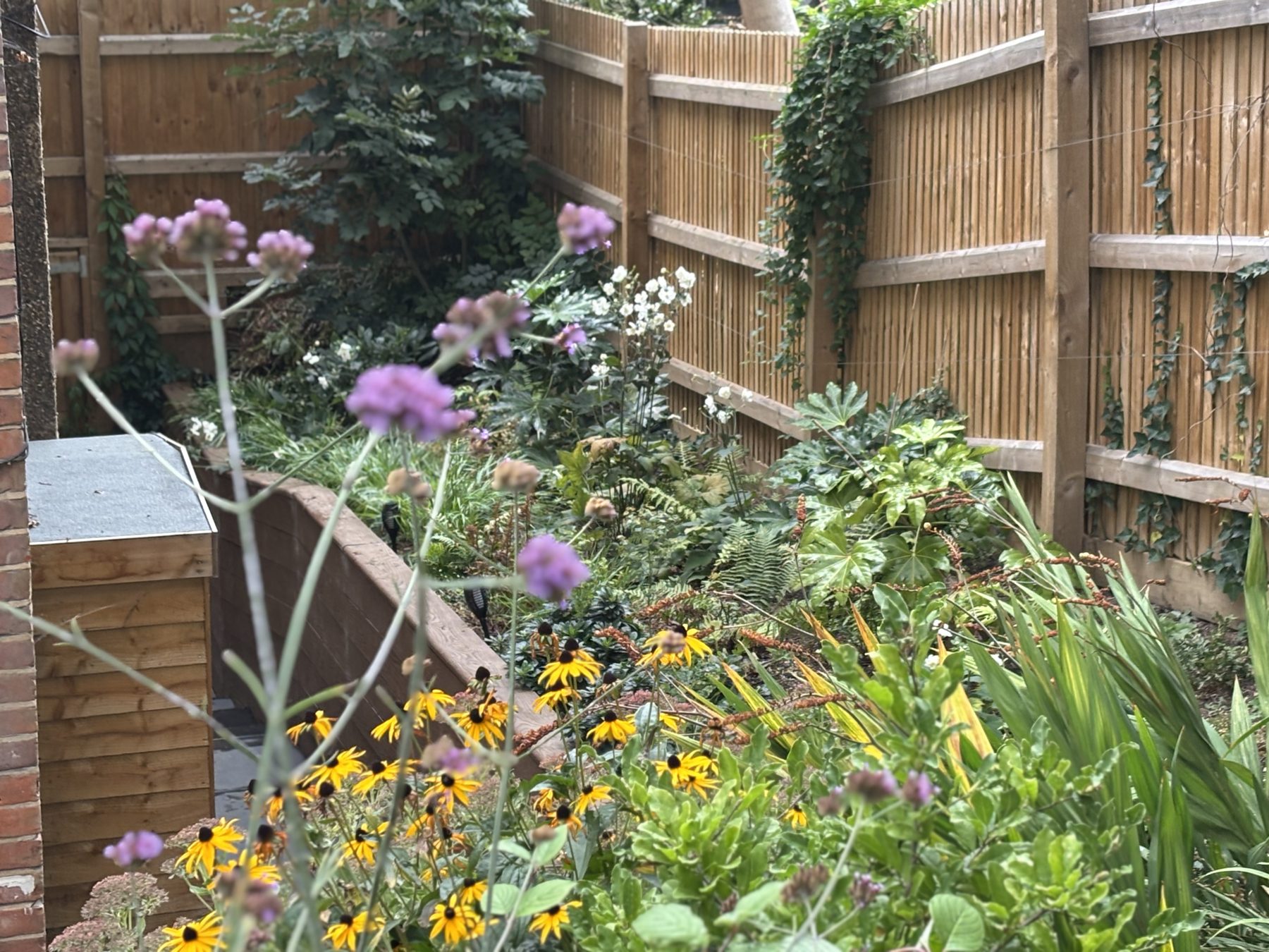 Naturalistic planting bed with Verbena, Rudbeckia and ferns along slatted fencing
