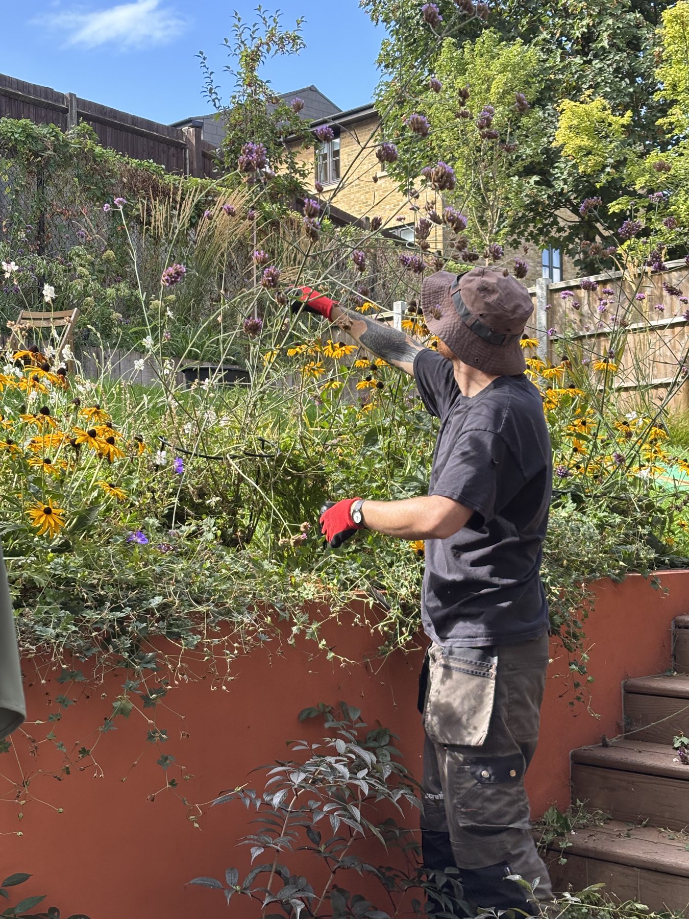 Seasonal care — deadheading Verbena above the terracotta rendered wall