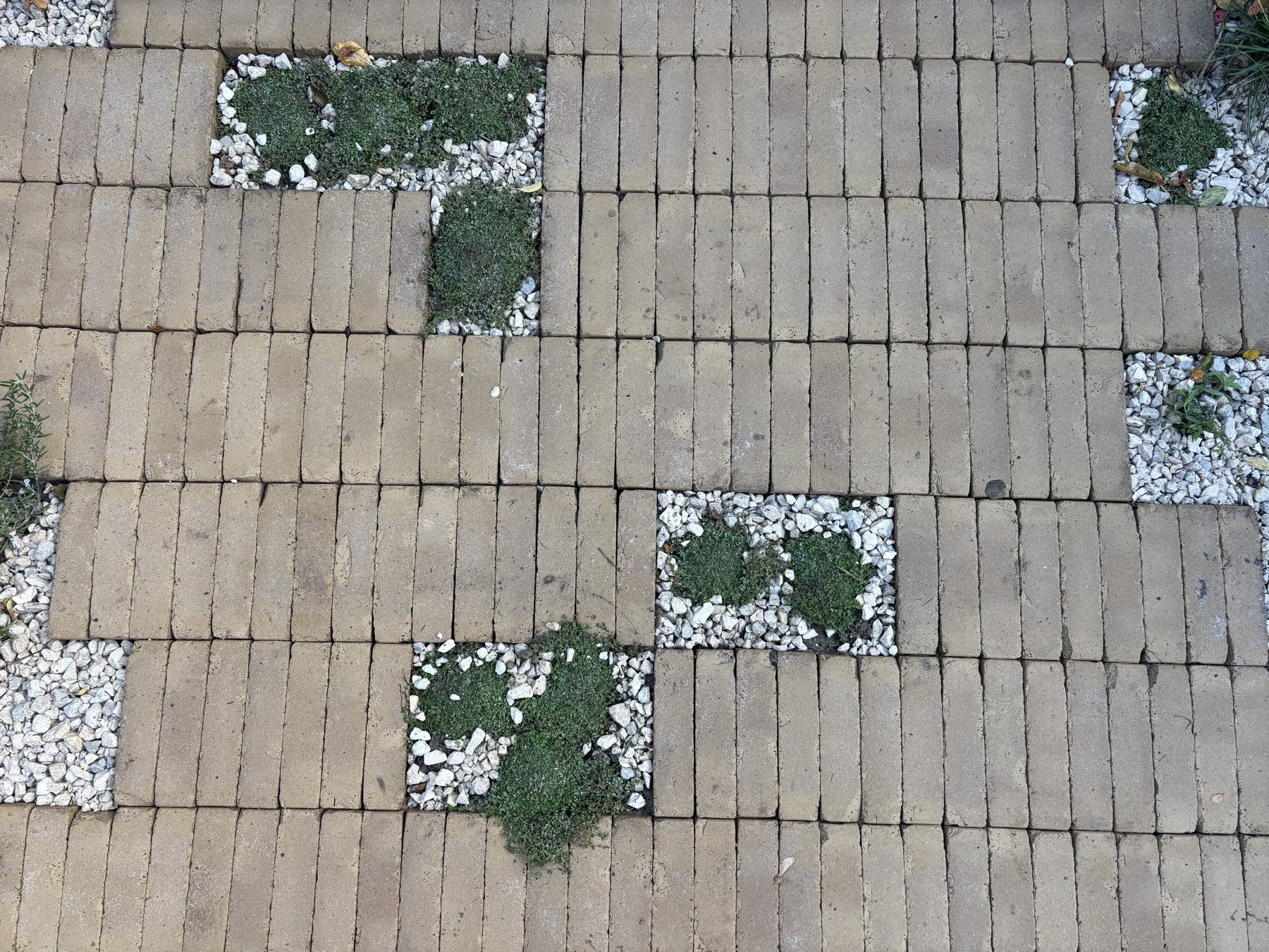 Handmade brick paving with low-growing planted pockets