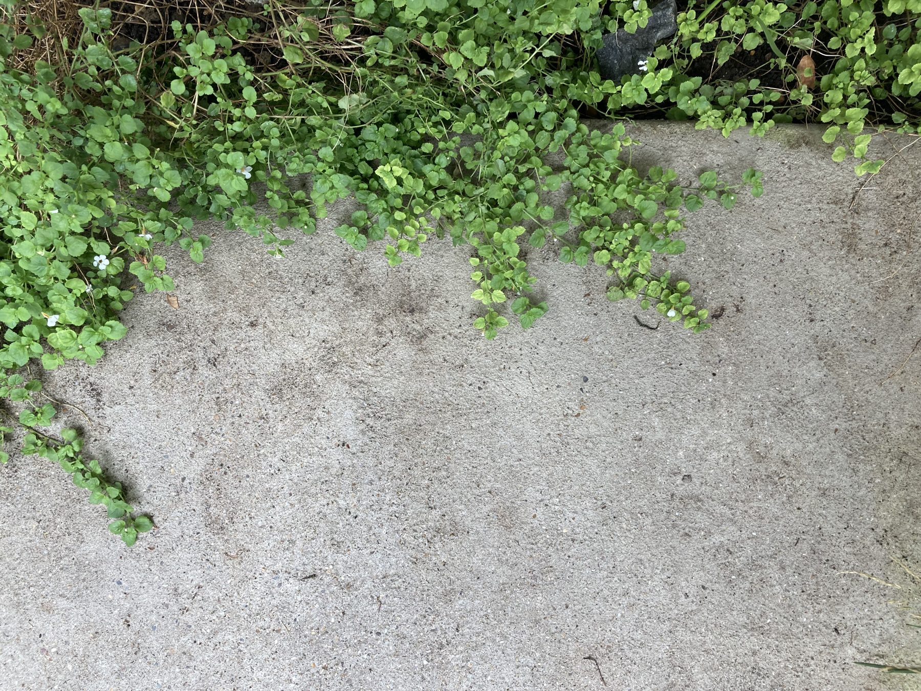 Ground cover creeping over the concrete pad edge