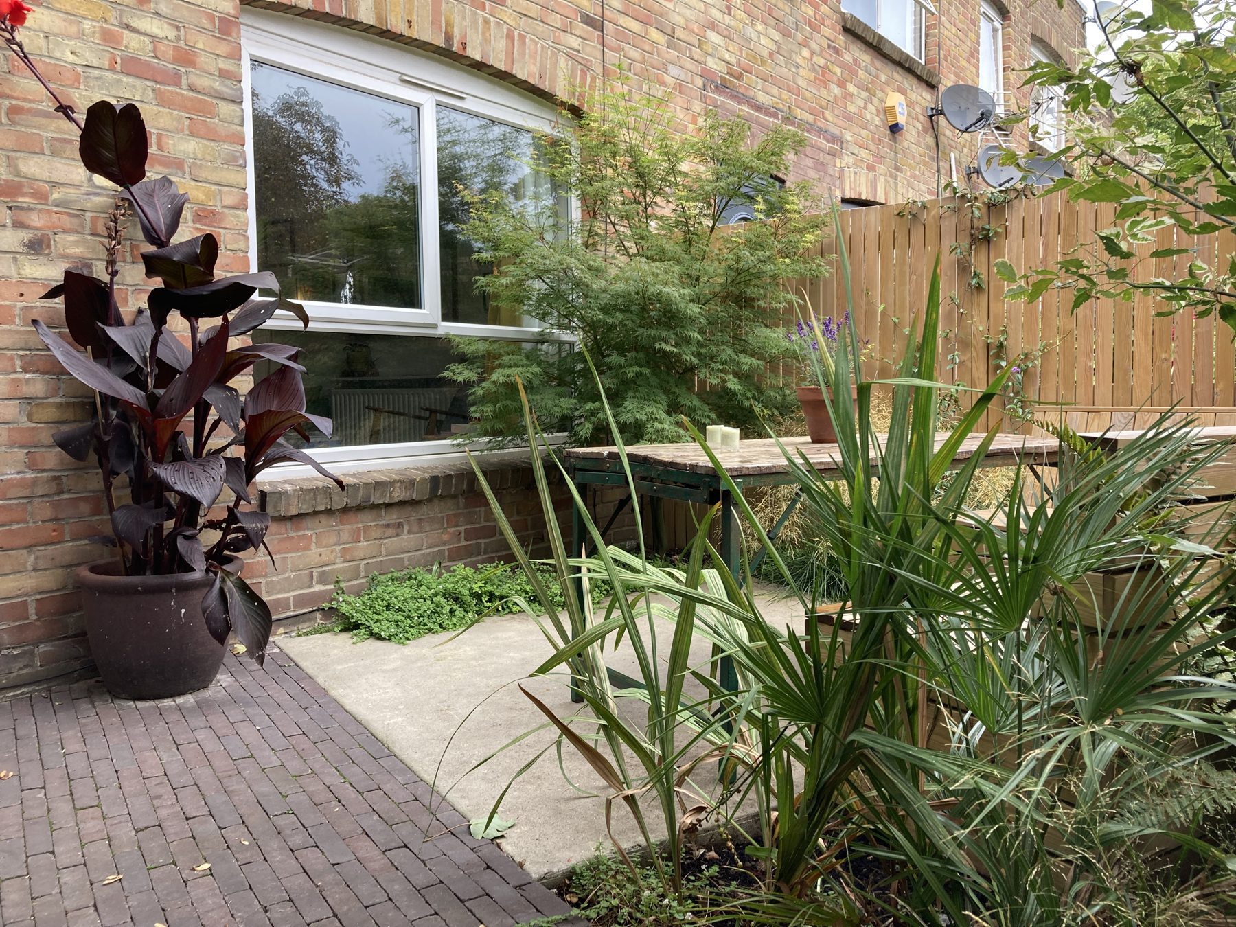 Canna, palms and soft planting around the brick paving, two summers on