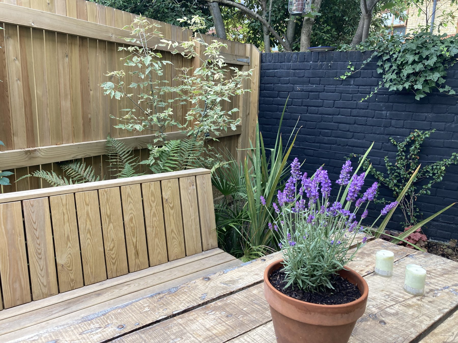 Lavender in a terracotta pot on the garden table with bench and acer behind